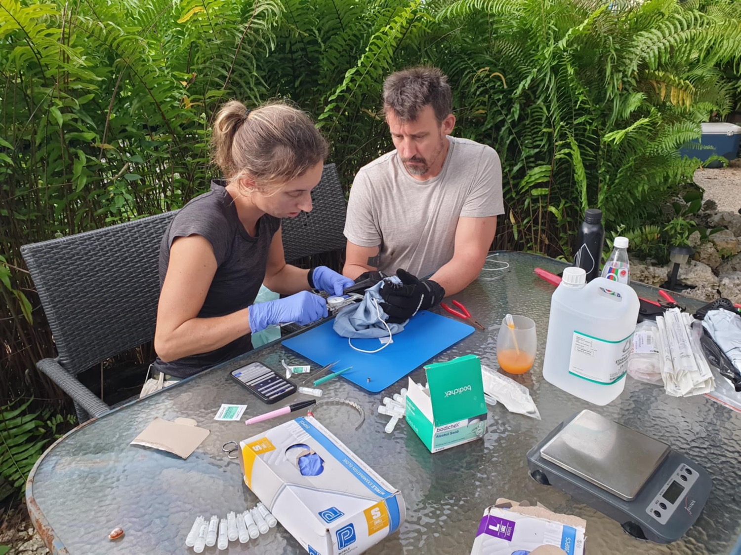 Processing a bat during a field survey