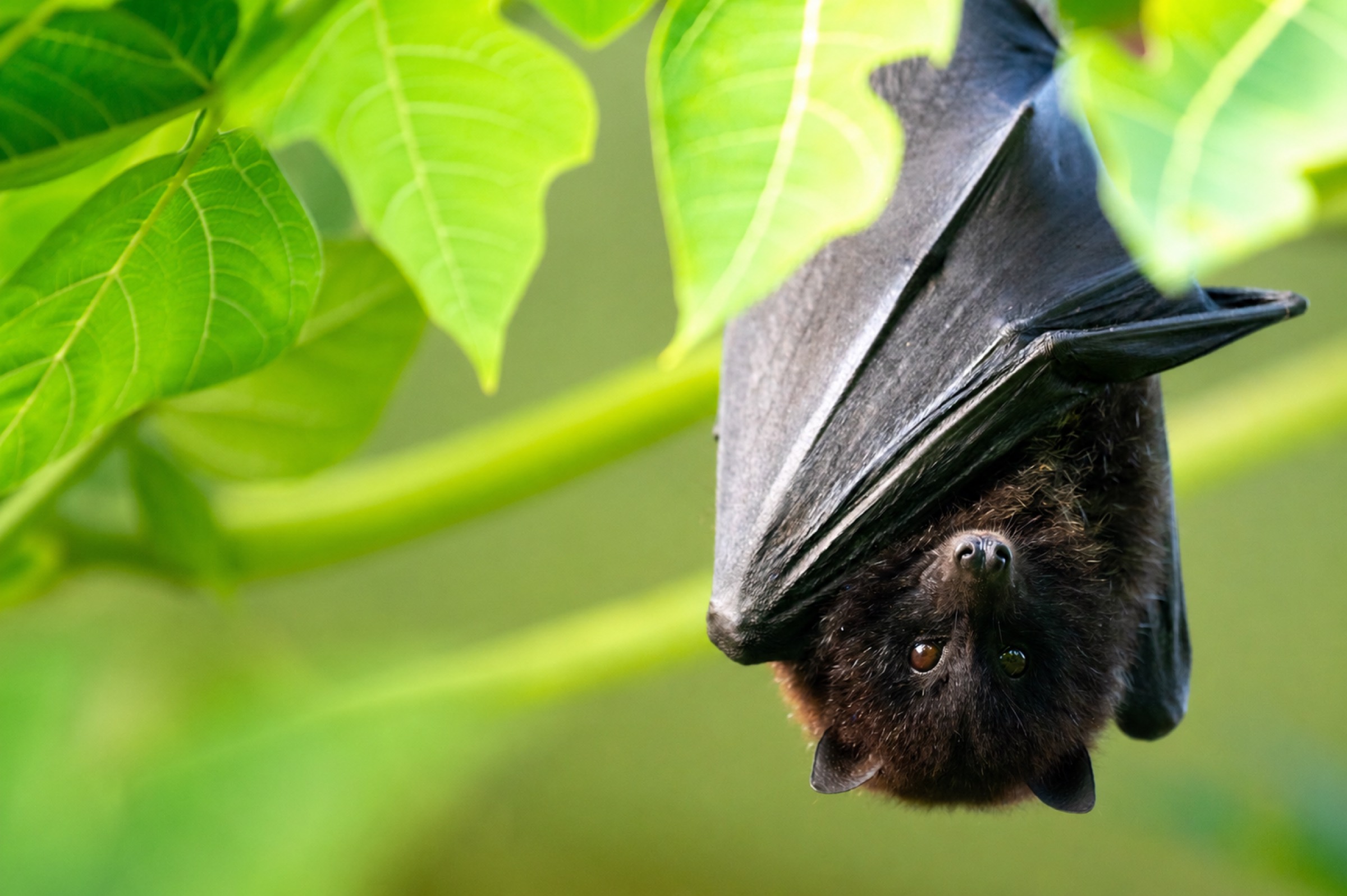 Christmas Island flying-fox hanging in the canopy